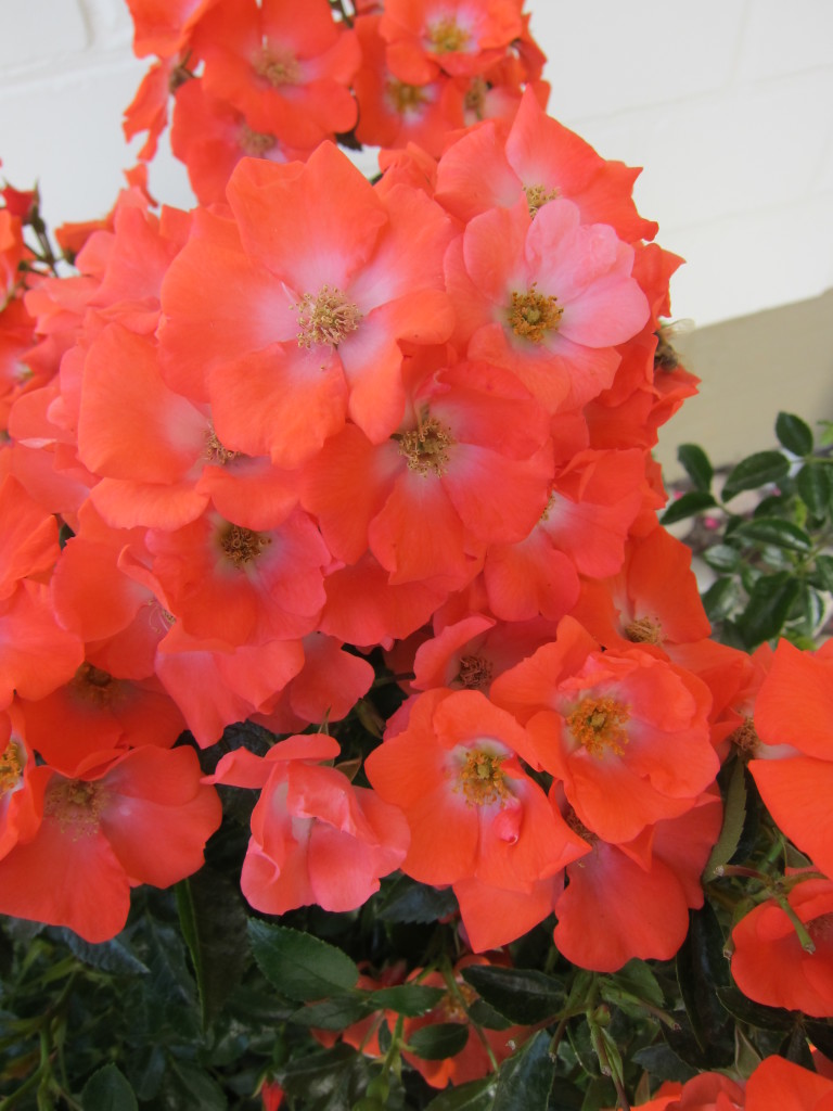 New Flower Carpet Rose Sunset The New Zealand Rose Society