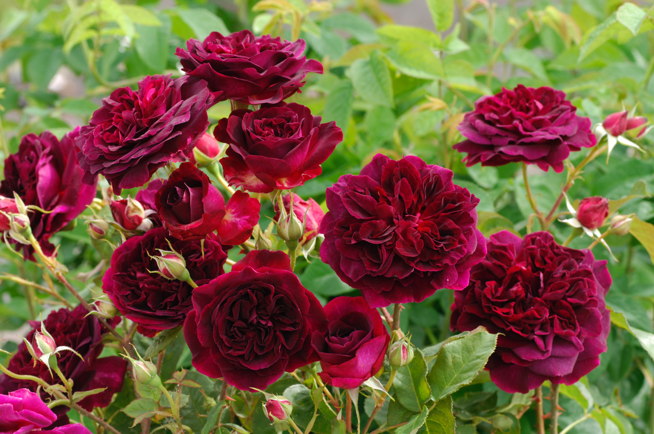 English Rose Munstead Wood review by NZ Rose Society