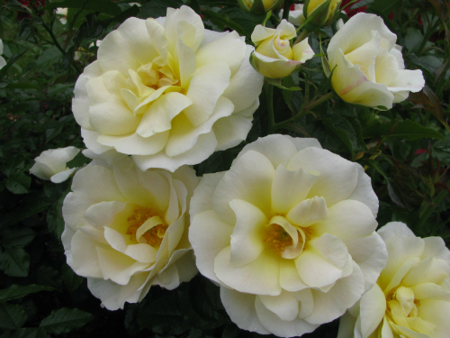 T41 4739 St Mary's Rose (11)-w500-h375 - The New Zealand Rose Society